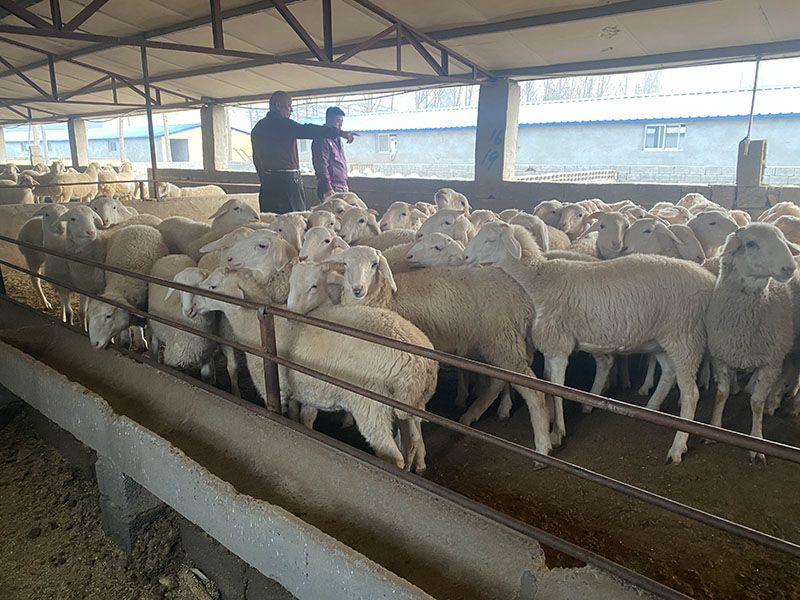 養(yǎng)殖實(shí)景